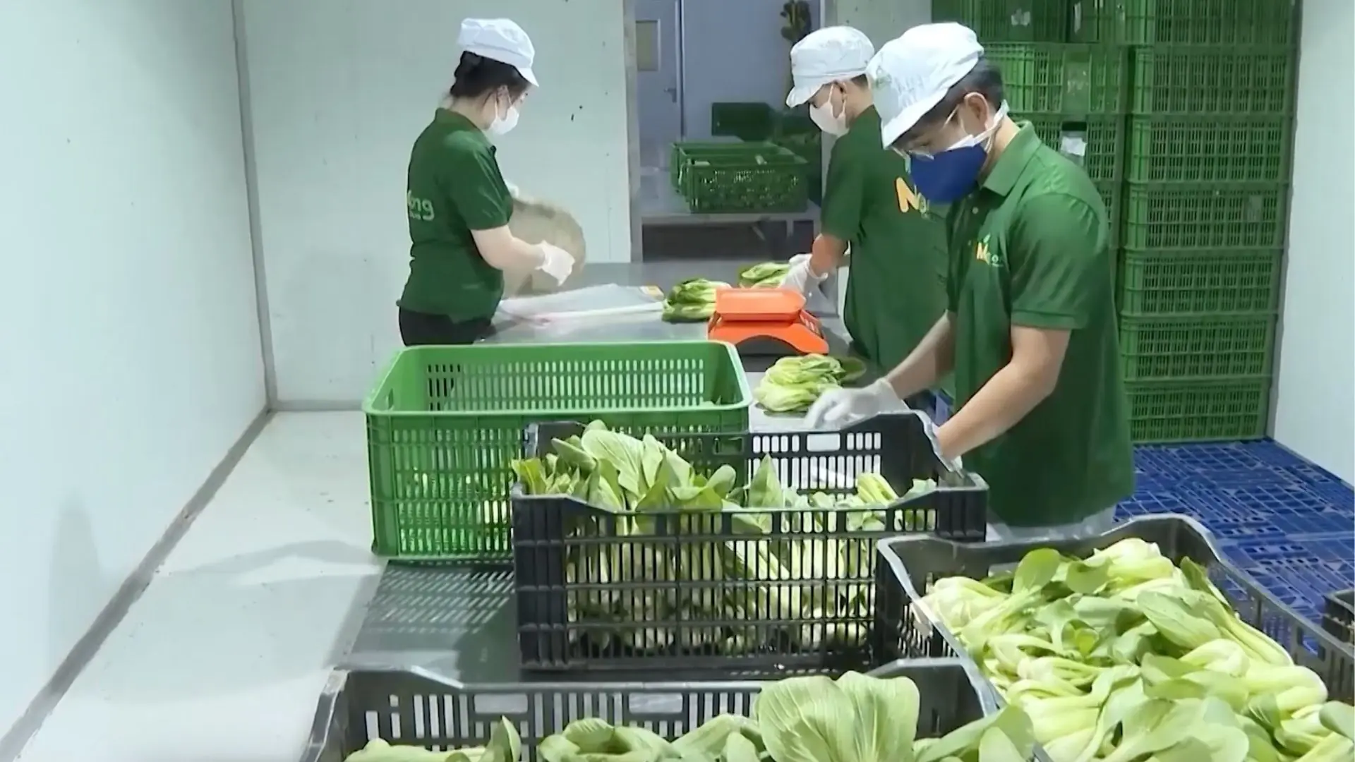 Kết nối nông lâm thủy sản Hà Nội với các tỉnh thành | Chuyện ở ngoại thành | 27/12/2025